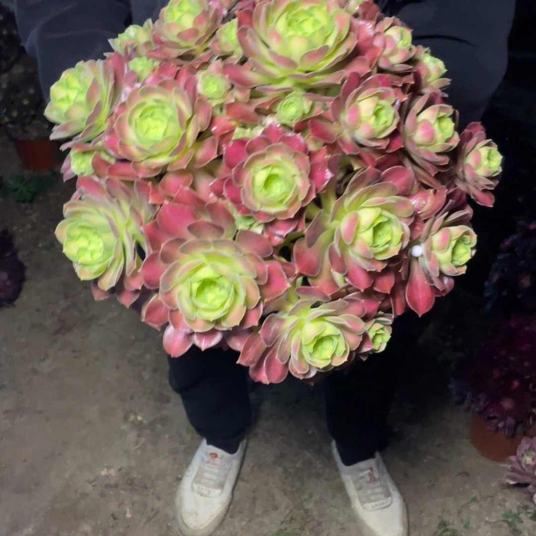 韶华可口可乐咯哦