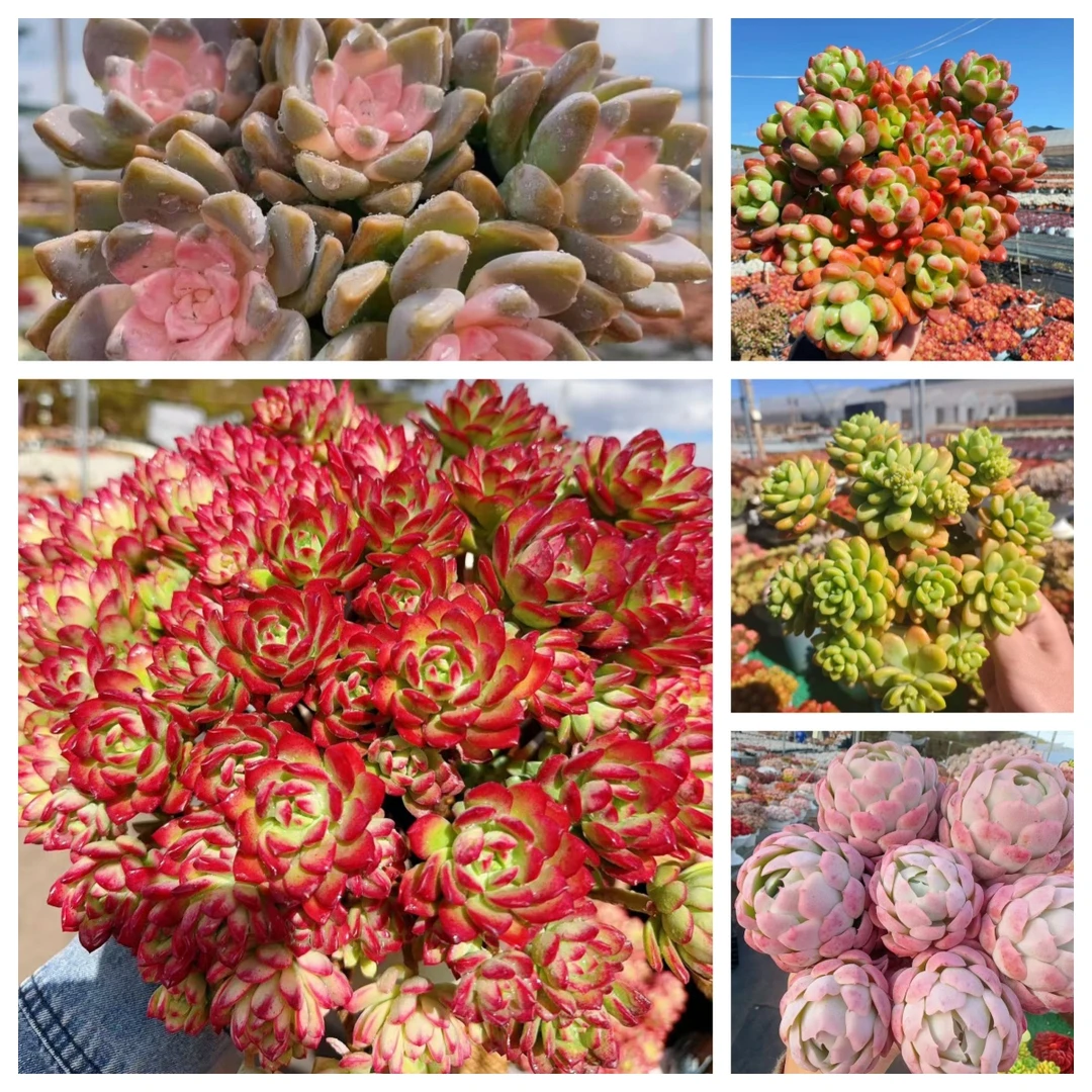 X 高桩红稚莲（沙漠玫瑰）组合 耐晒皮实 绿植 室内室外都能养