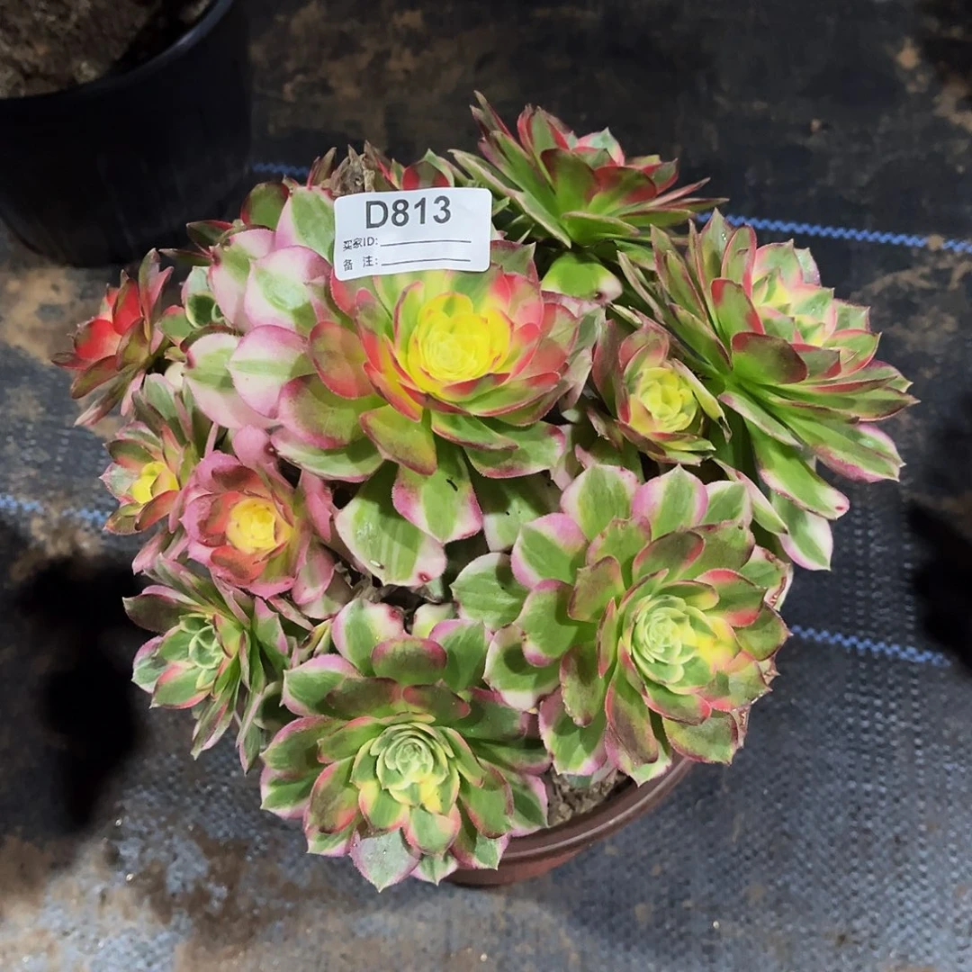 多肉植物813海鲜法师