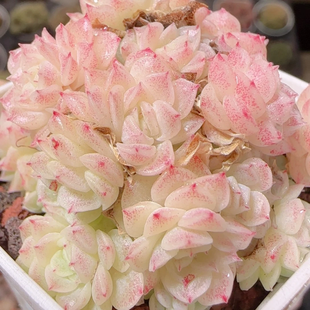 花语多肉1207-85散