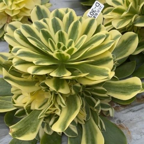 301辛尼亚满25包邮多肉