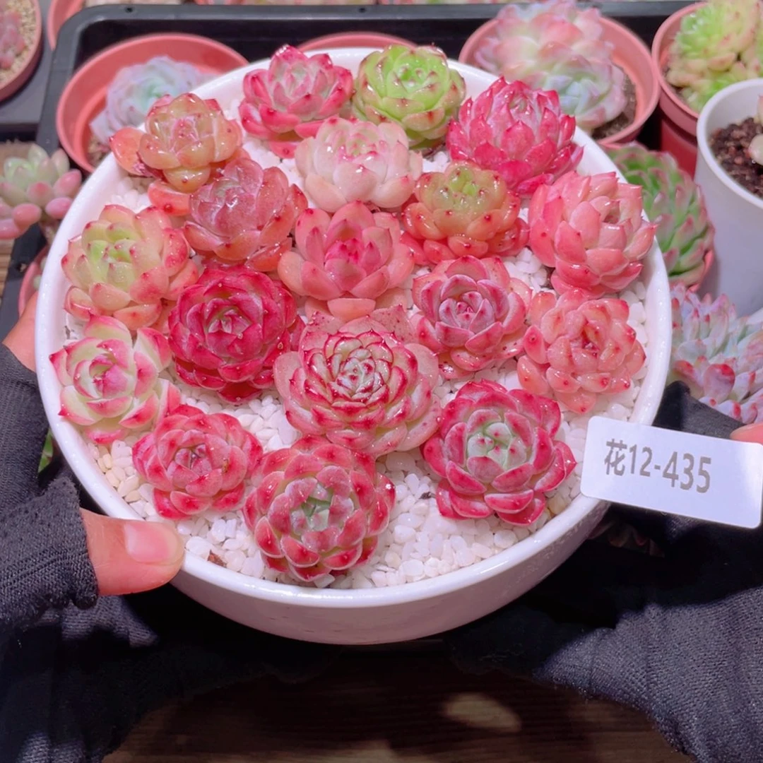 花利美12-435拼盘➕花盆➕土➕铺面