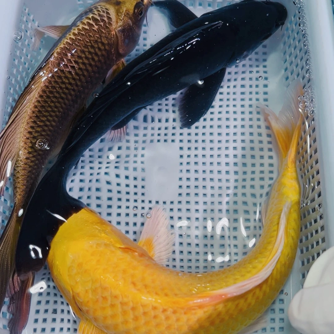 锦鲤锦鲤冷水鱼观赏