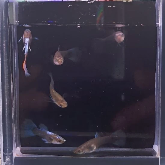 孔雀鱼品系孔雀鱼，自家繁育，一组一拍