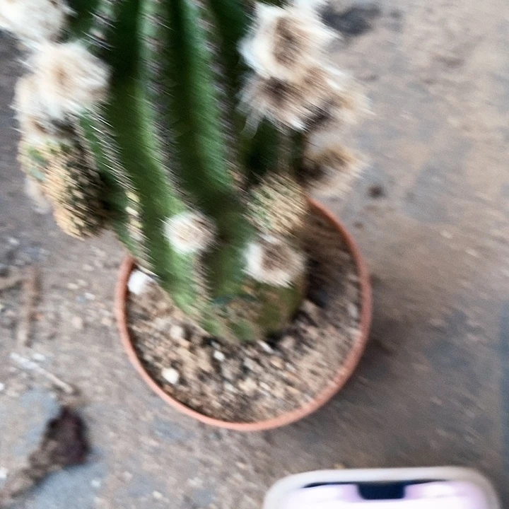 红金刚仙人球2456667