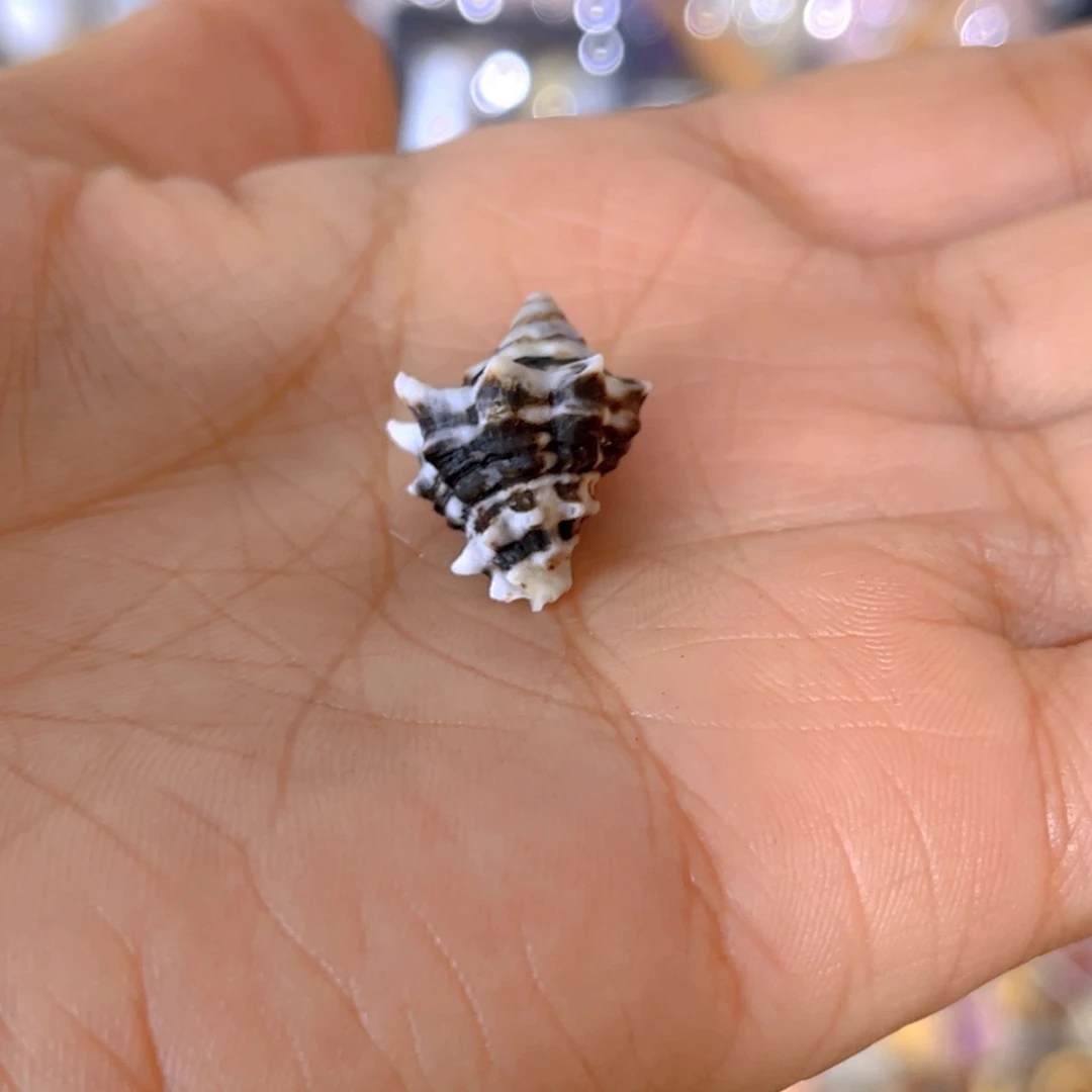 大理石磁石咖*茶天然贝壳海螺批发零售