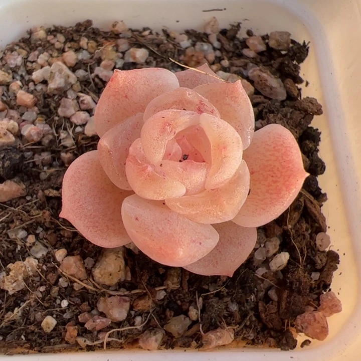 一物一拍，精品多肉