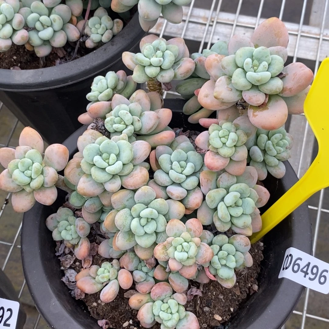 6496红洛神老桩一物一拍
