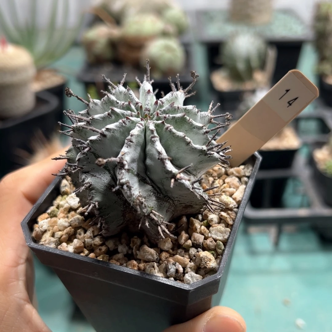 超白魁伟玉 侧芽繁殖脱土发货多肉