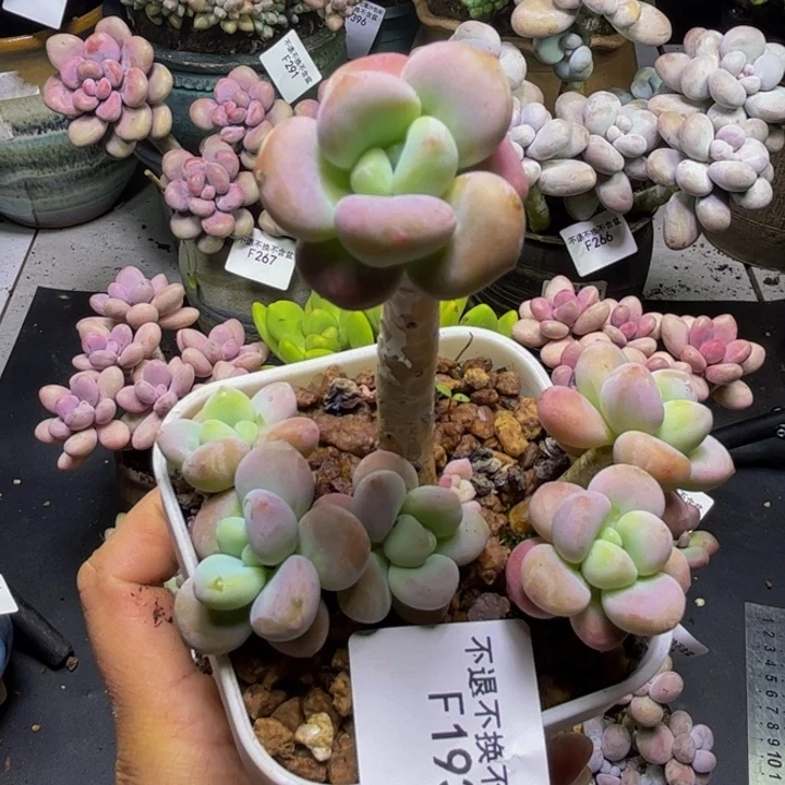 樱花洛神193/7cm多肉