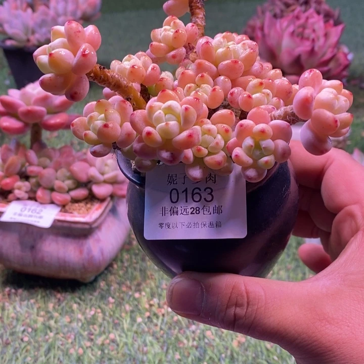 0163啊啊啊啊啊啊啊啊啊啊啊啊