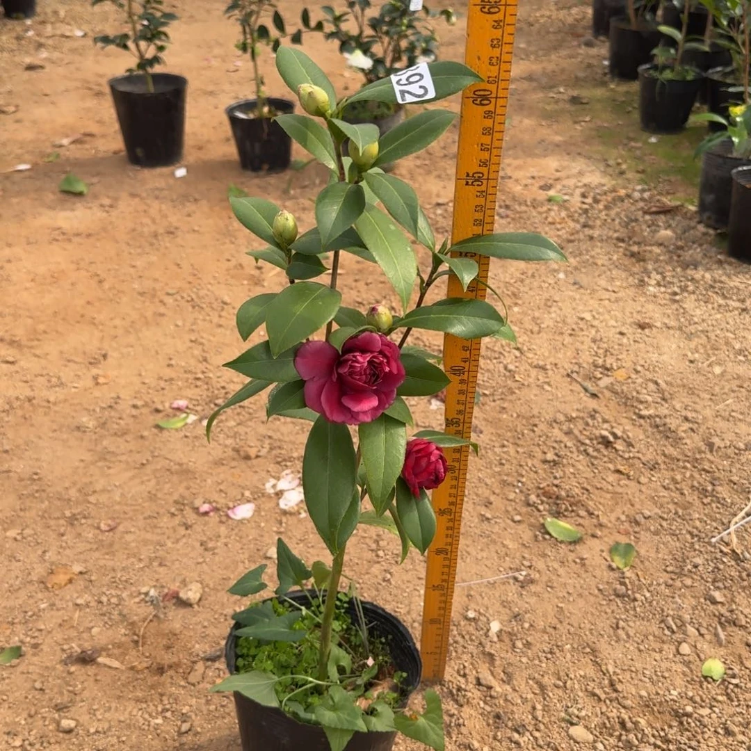 少量花朵（建议范围：2朵-5朵 或40%以下）392紫玫瑰