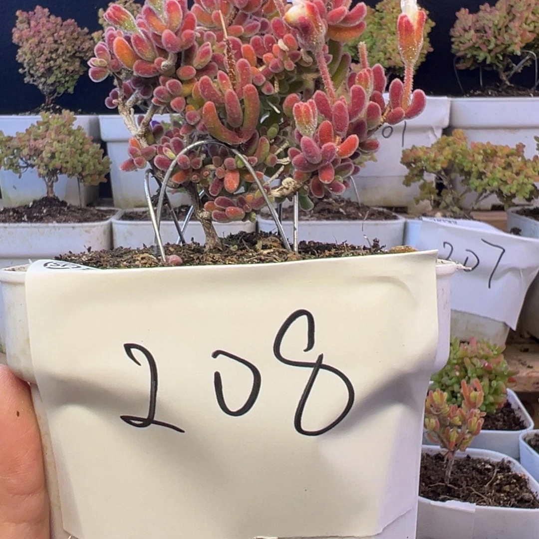 10厘米大琉璃208拍下大惊喜