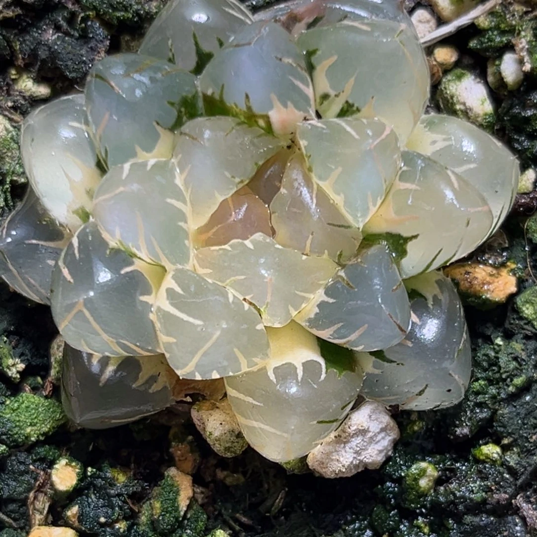 恭喜发财大吉大利0209