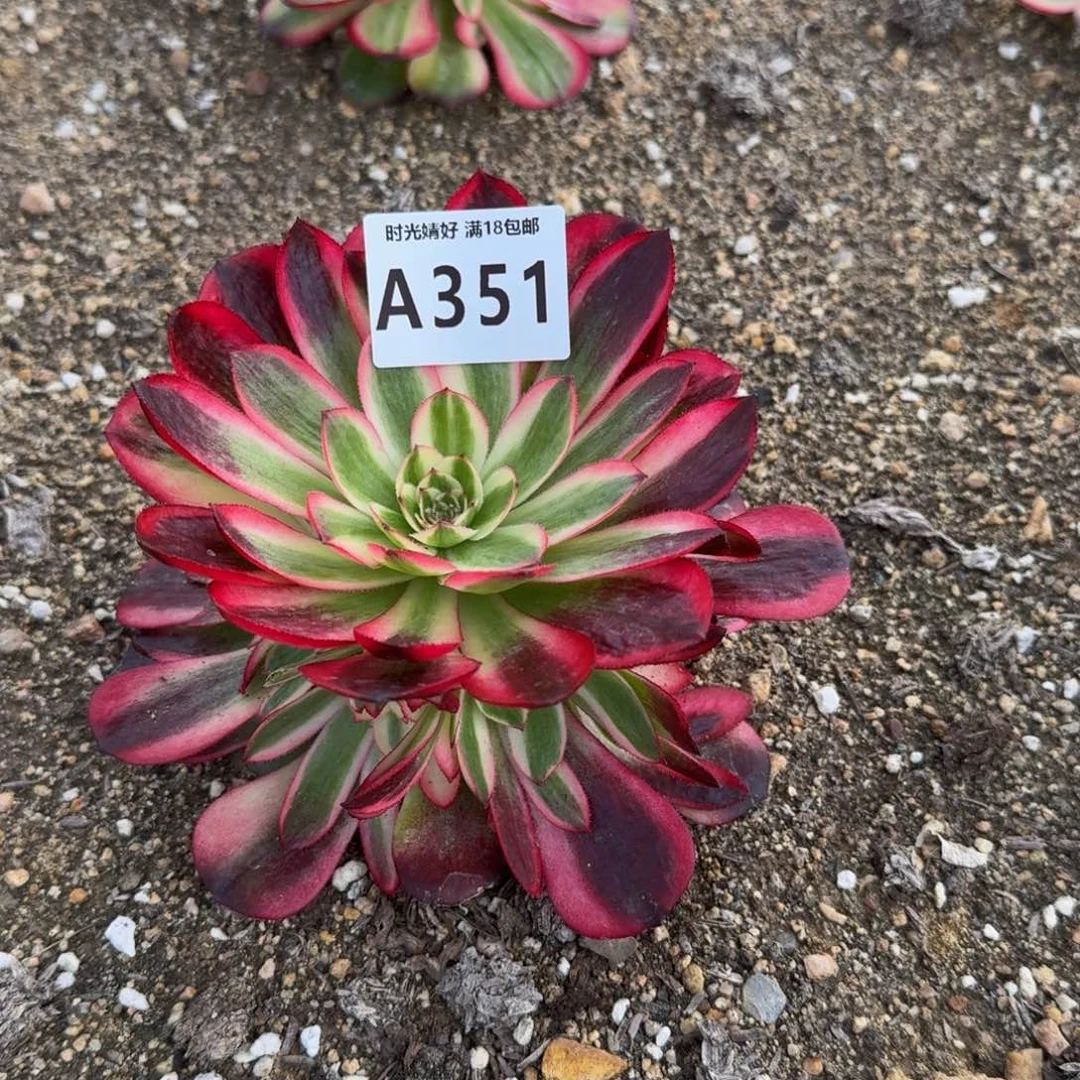 心**佛351红荔枝寄养到秋