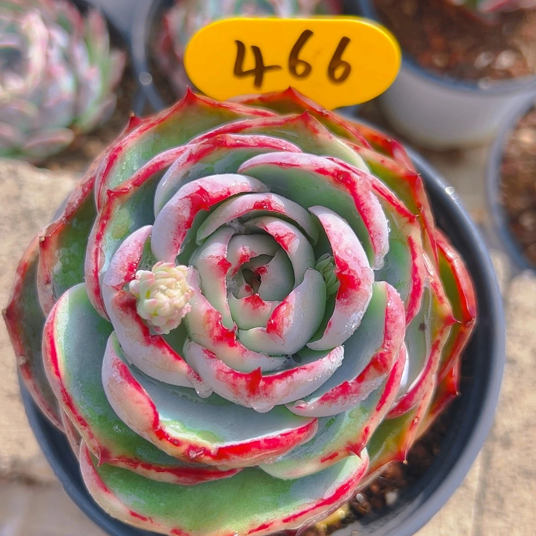 惊鸿仙子一物一拍466号