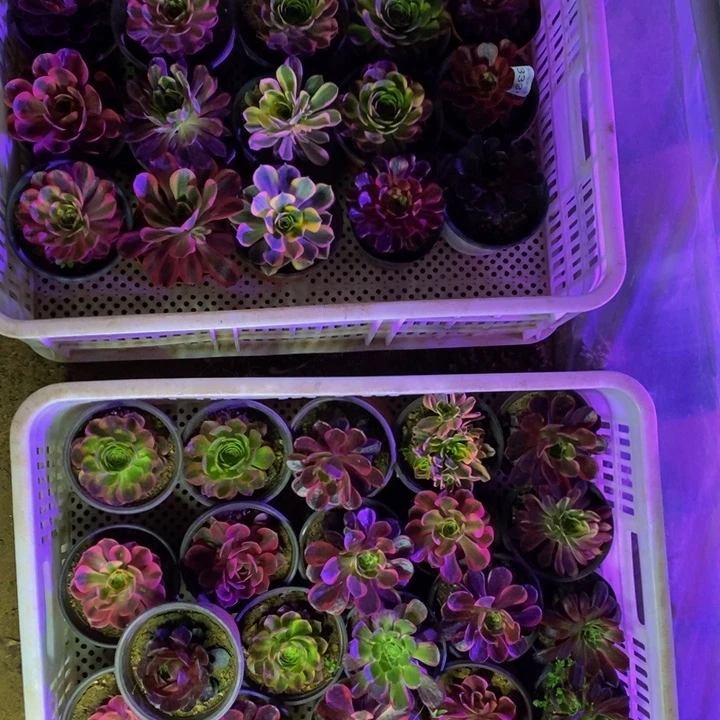 15➕20颗多肉植物