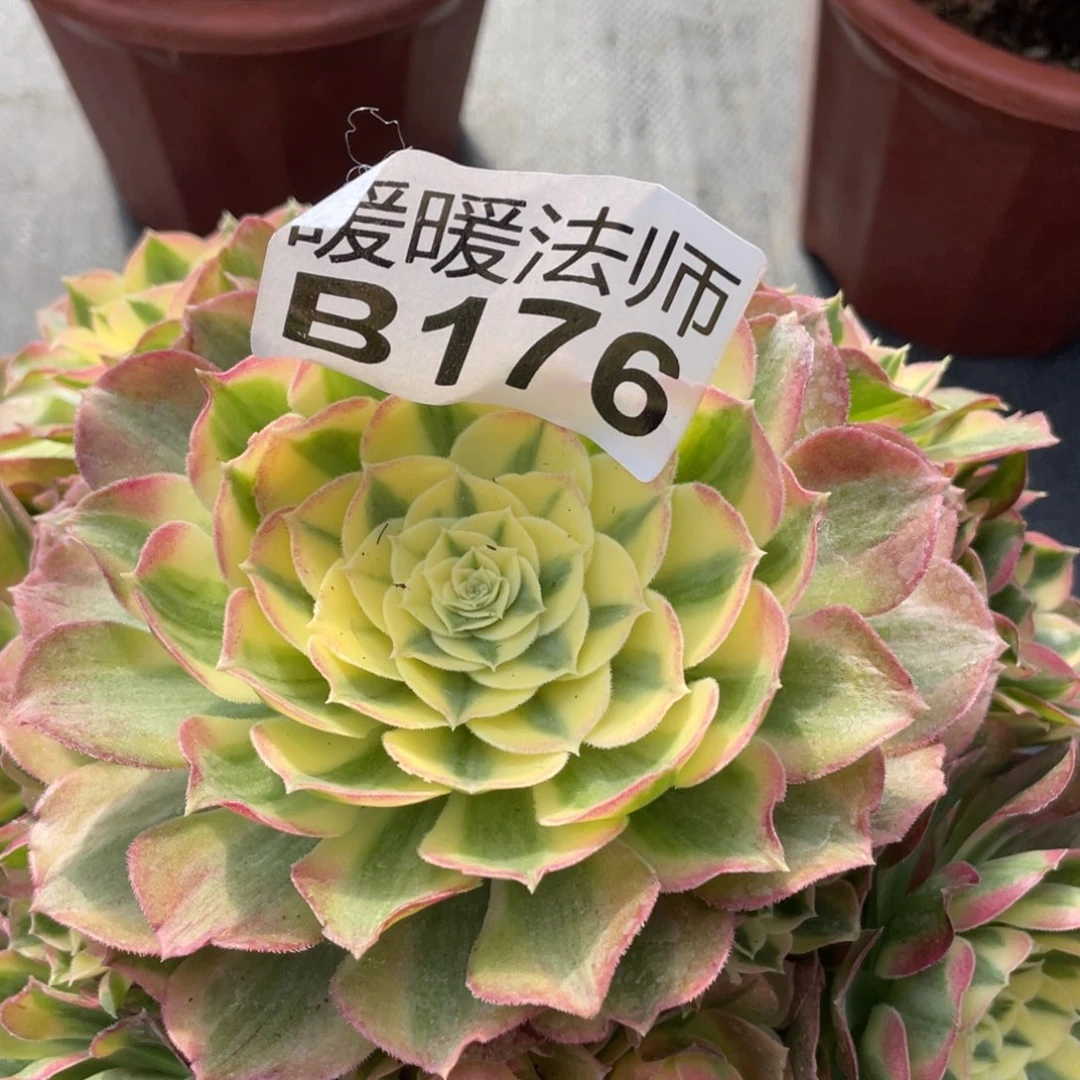 紫砂茶杯176分钻哥哥好用