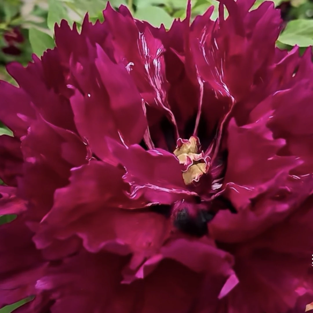 【黑天鹅】对货对版山东精品牡丹花苗盆栽地栽