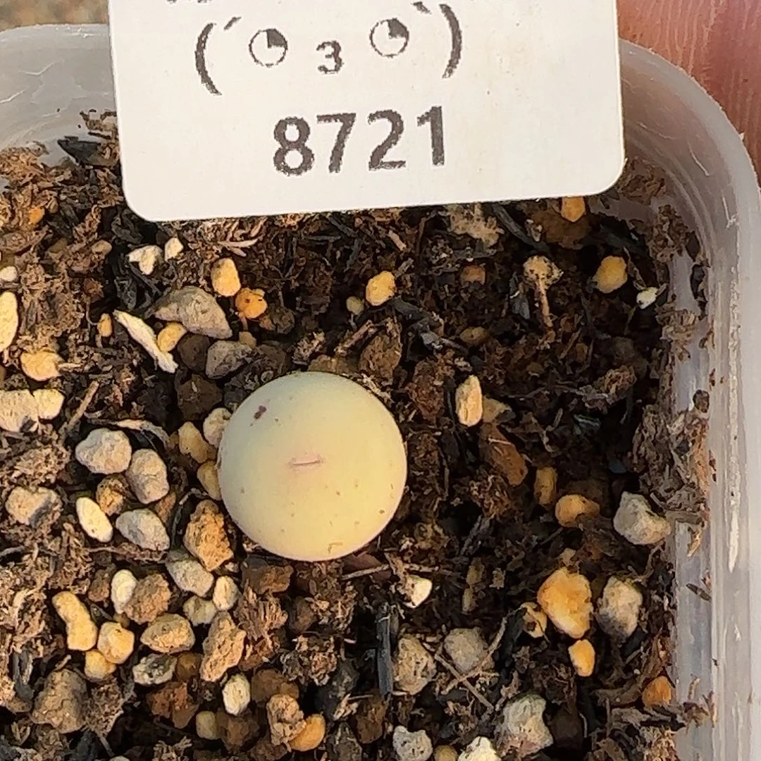 8721。434v嘴。。。。。。。