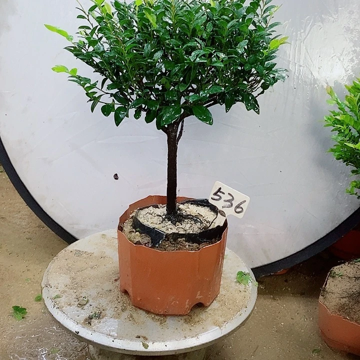 当前无花栽培后可以开花