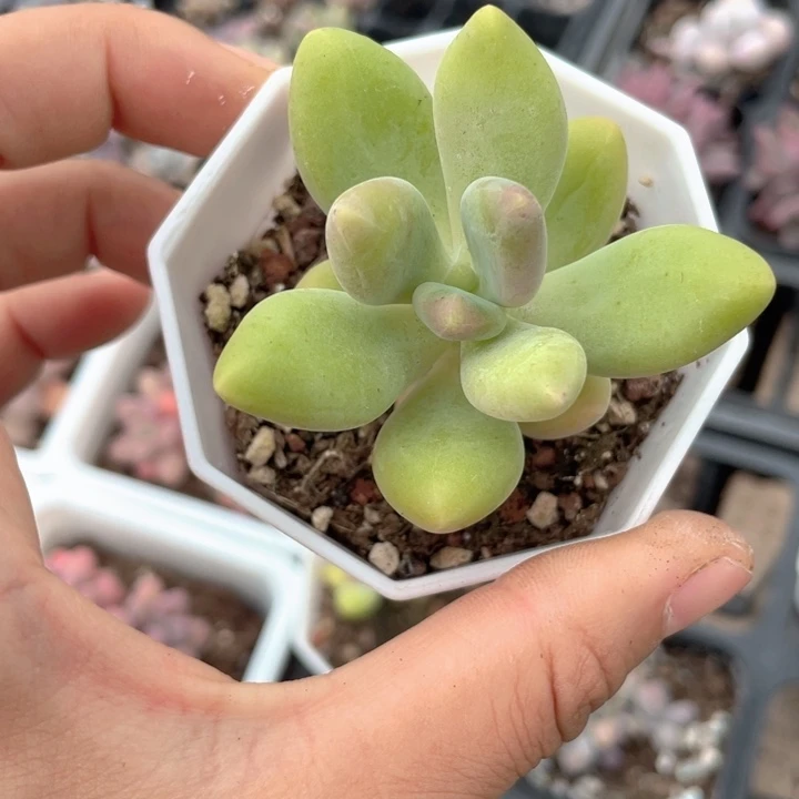 芒果奶单头随机发满18
