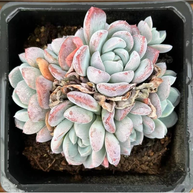 15#冰玉公主群多肉植物   前男友精品多肉 SM452