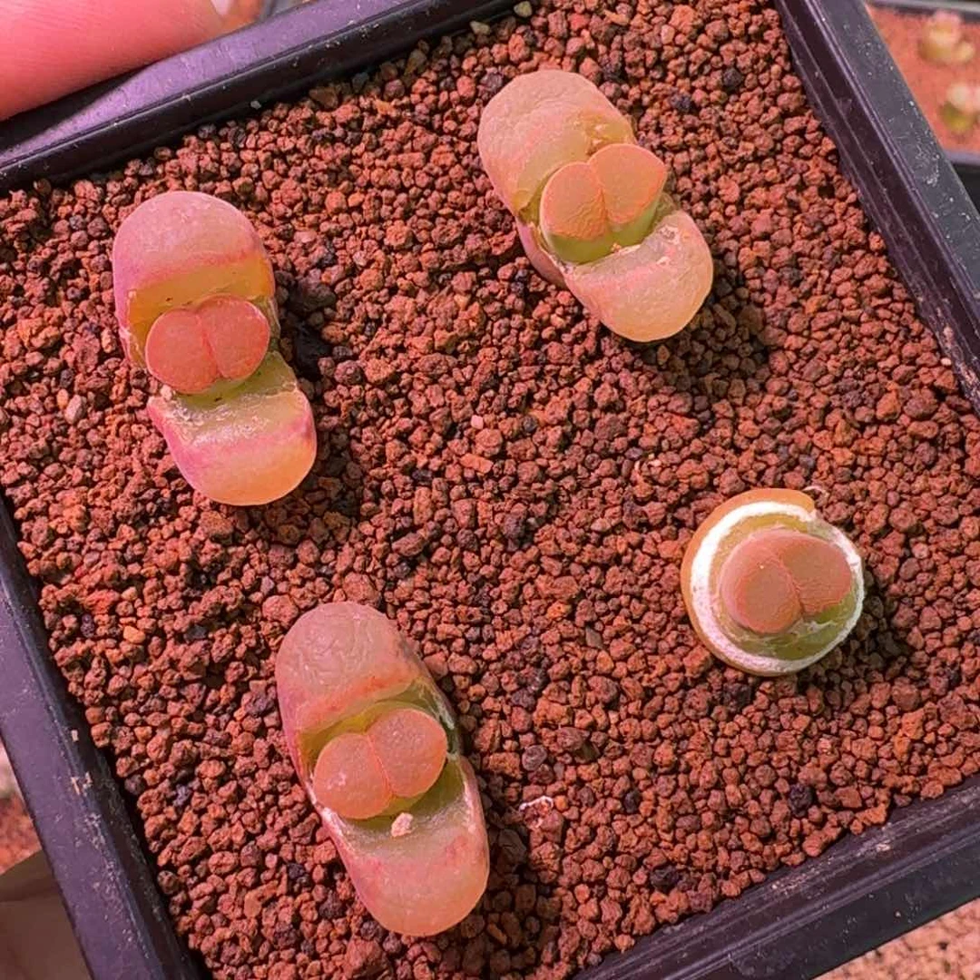 云缦精品番杏7.91 日系小桃红 福利 多肉