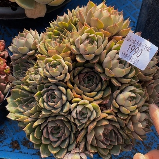 百*果玫瑰夫人1990多肉