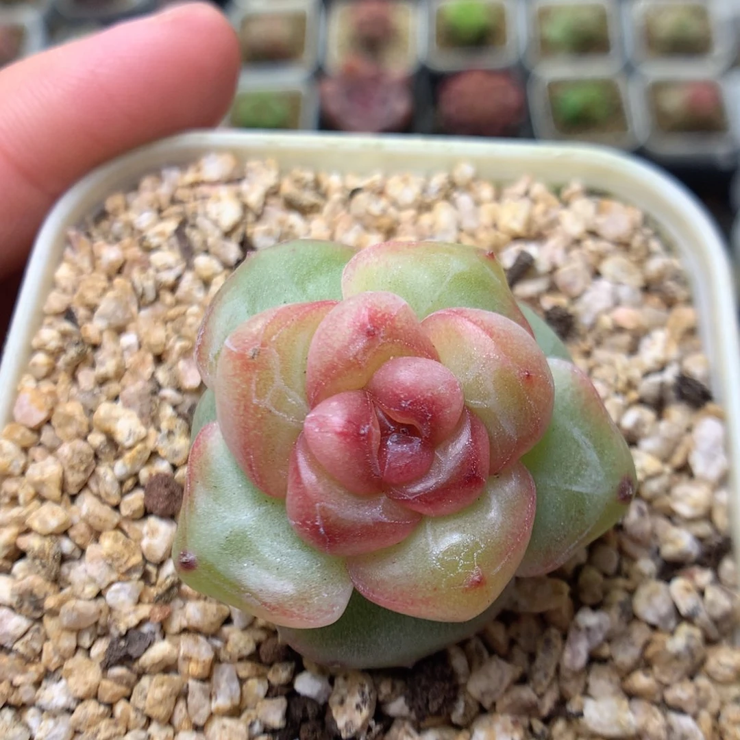 W164y y y y y y y y