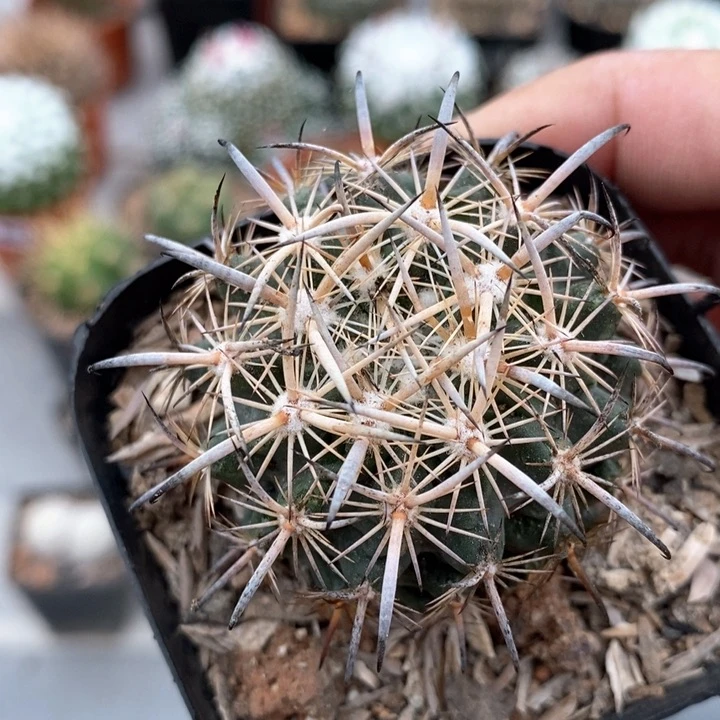 【闪购商品】474虎爪玉