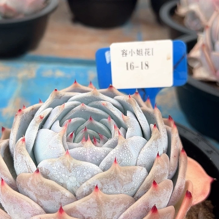 16.18皮卡丘一个脱土