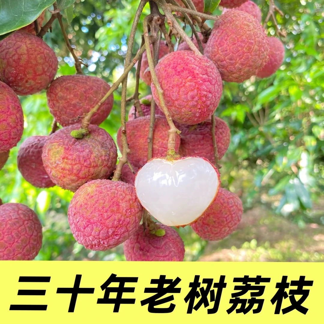 （EMS空运）广西钦州现摘黑叶荔枝新鲜香甜多汁当季水果包邮到家