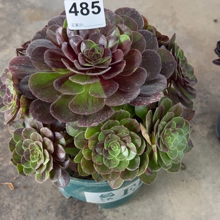 485花月夜20厘米半木质