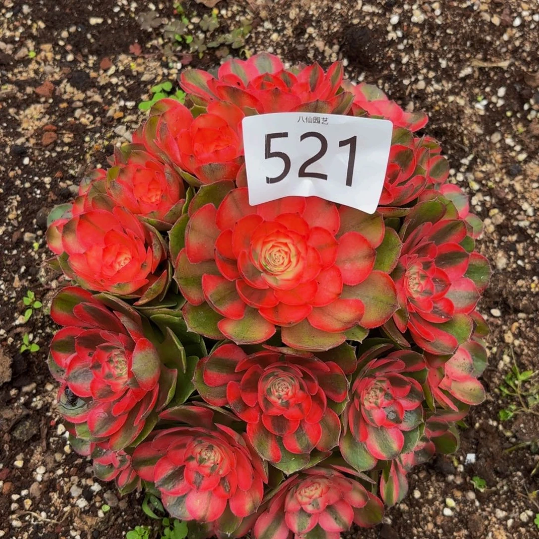 521多肉植物荔枝特价