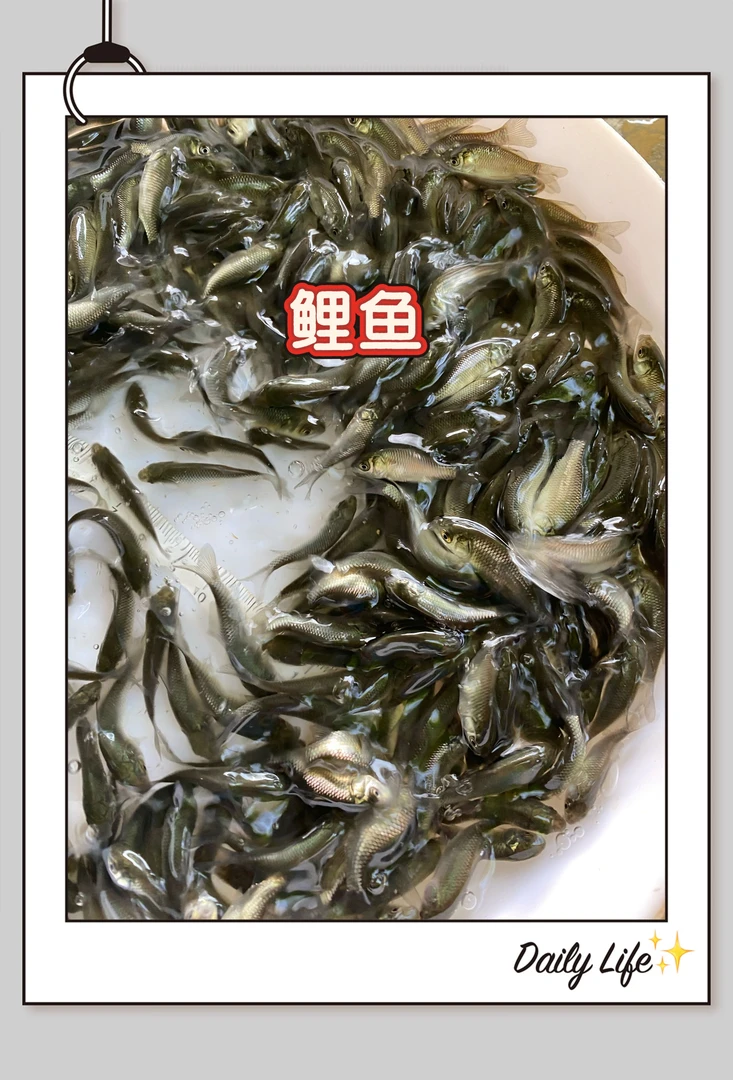 淡水活体鲤鱼观赏鱼活体