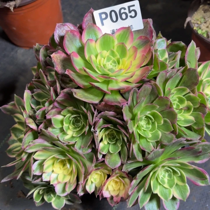 瑞妈多肉植物，065海鲜