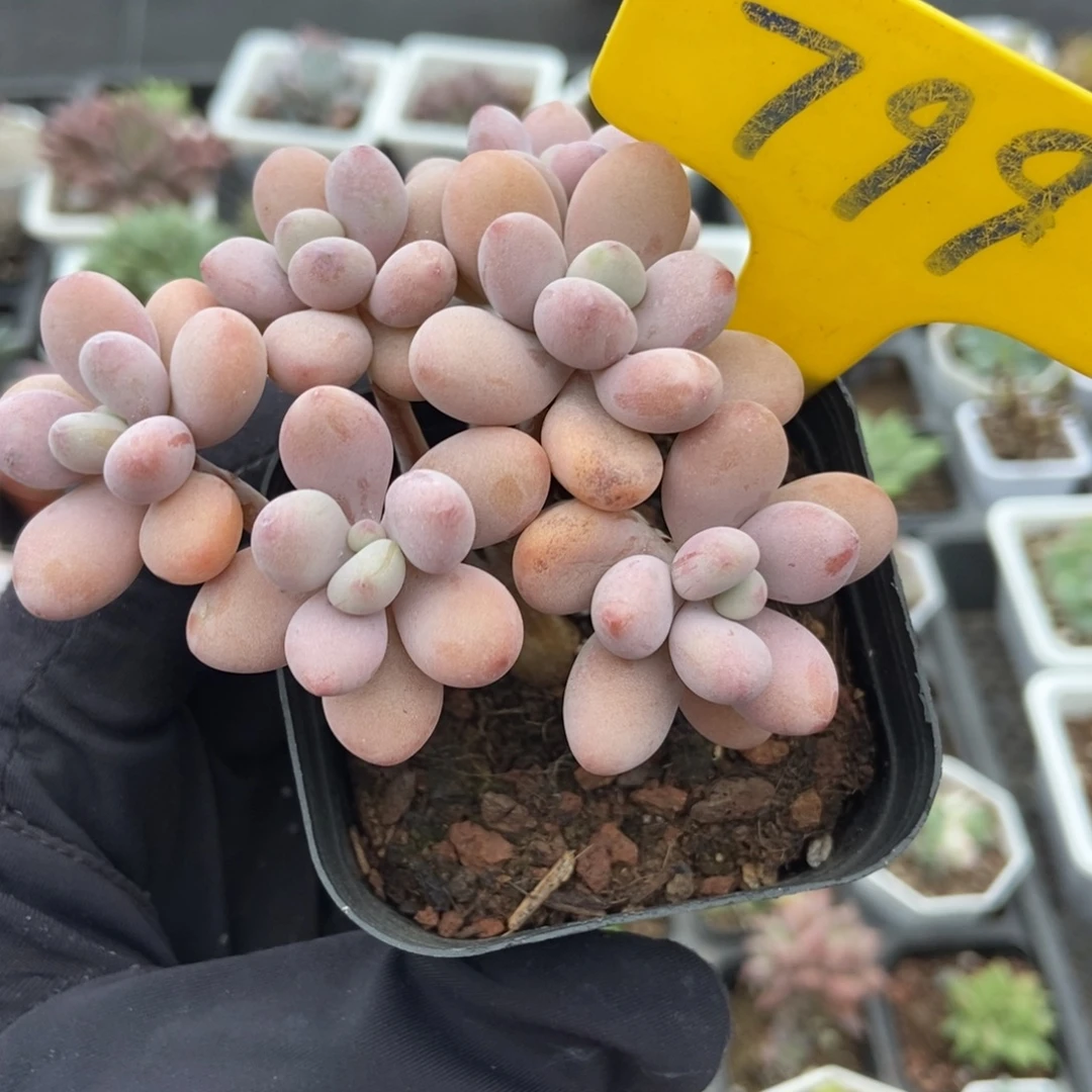 799桃蛋多肉植物多肉