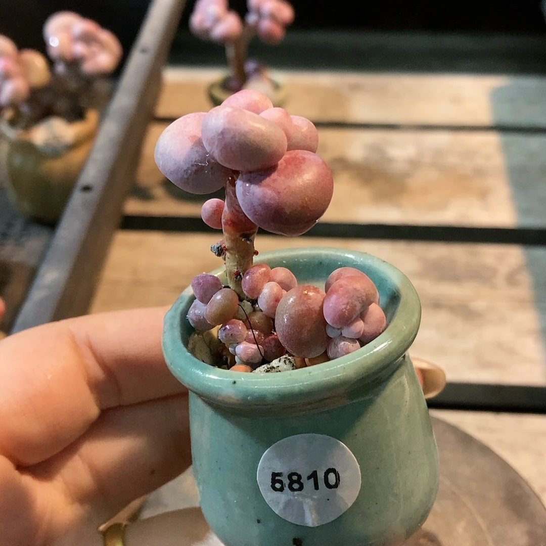 5810糖果腰子蛋带盆土