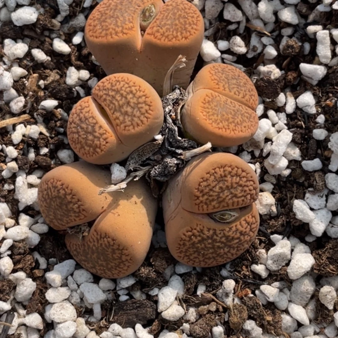 非偏远满20包邮822