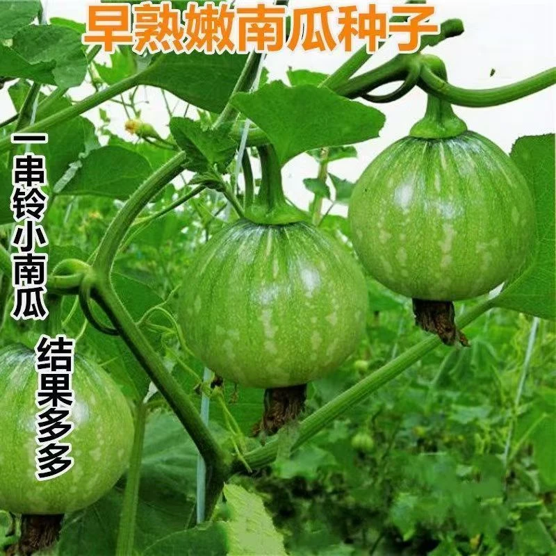 一串铃南瓜种子高产