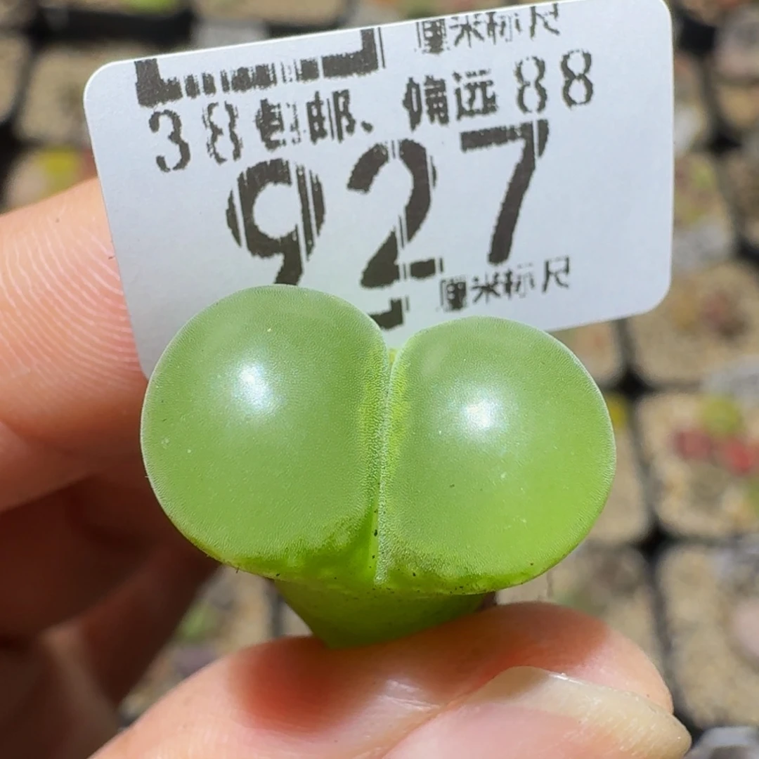 Ssss精品生石花927