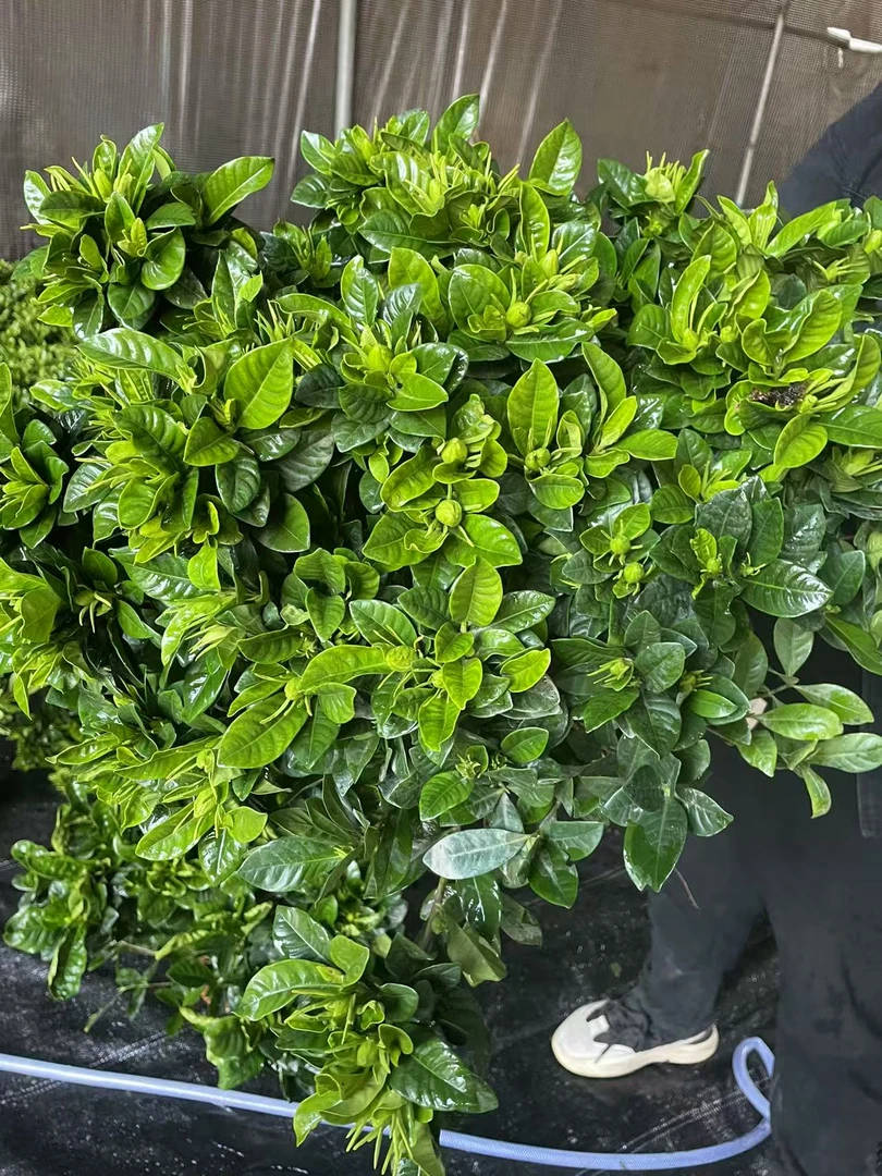 小叶丛生栀子花带花苞广州基地直发