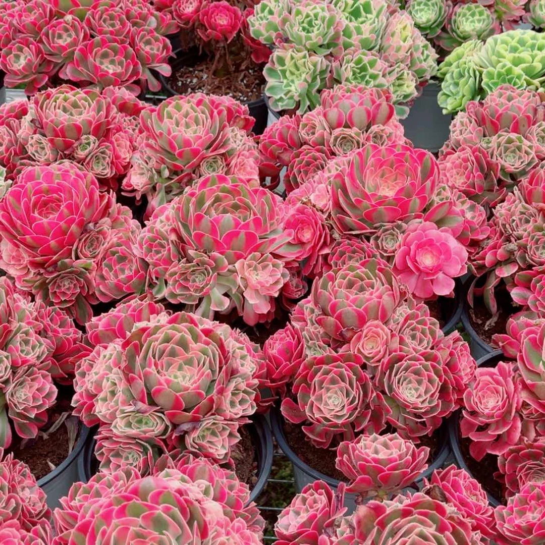 红体女巫量拍多肉法师一个（带盆带土）