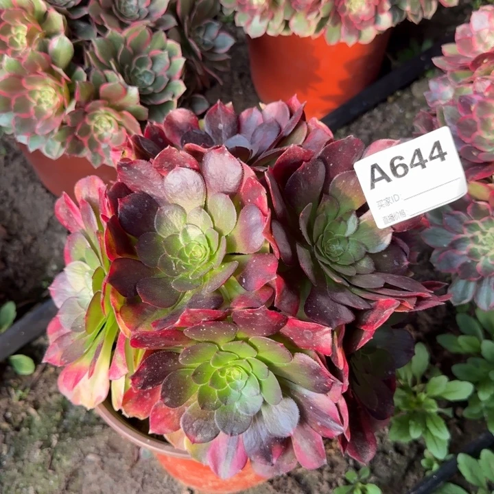 雨荷多肉644多肉法师