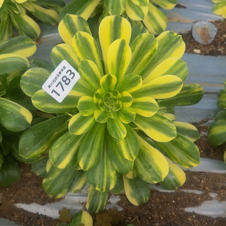 1783五彩琉璃多肉植物