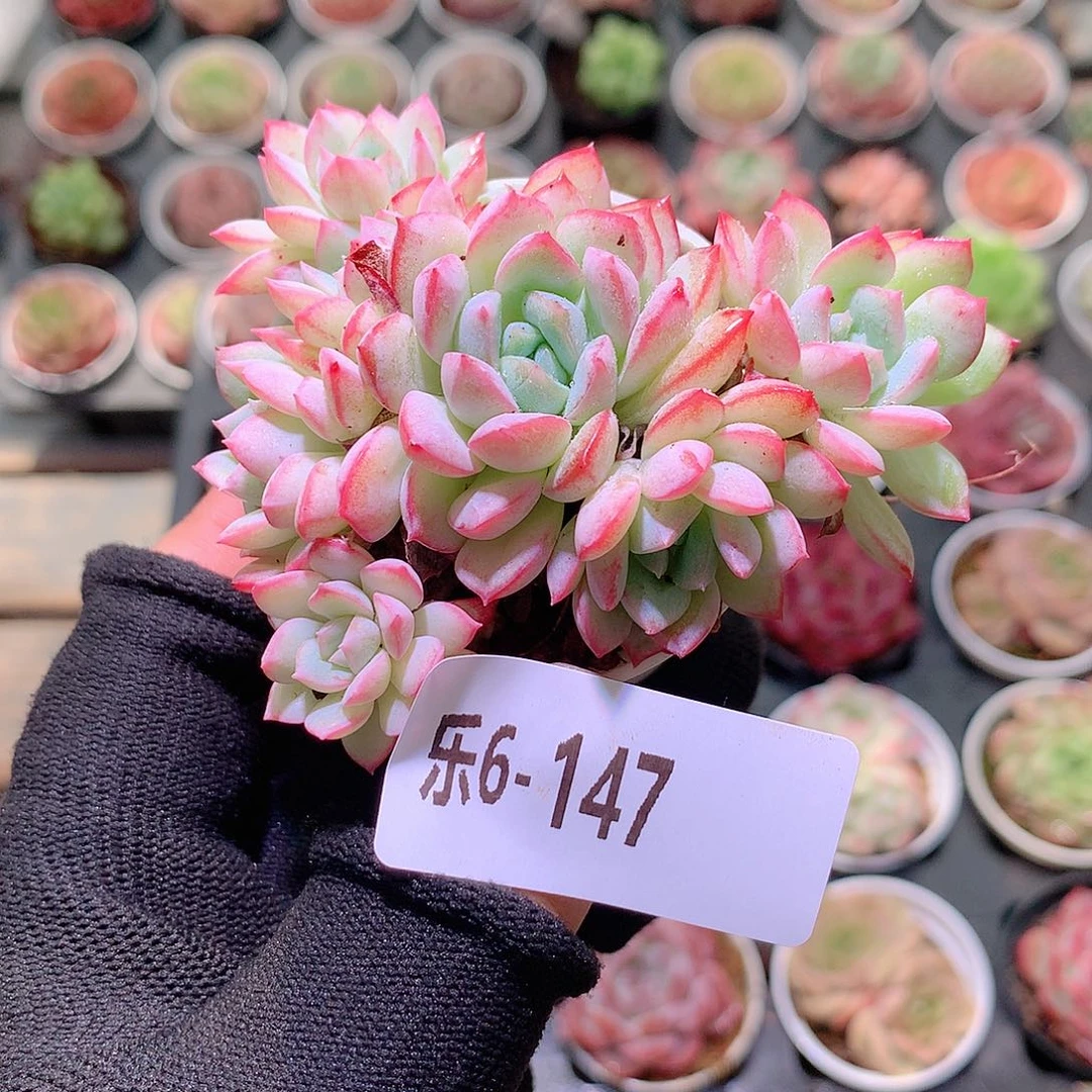 乐然6-147 新品群