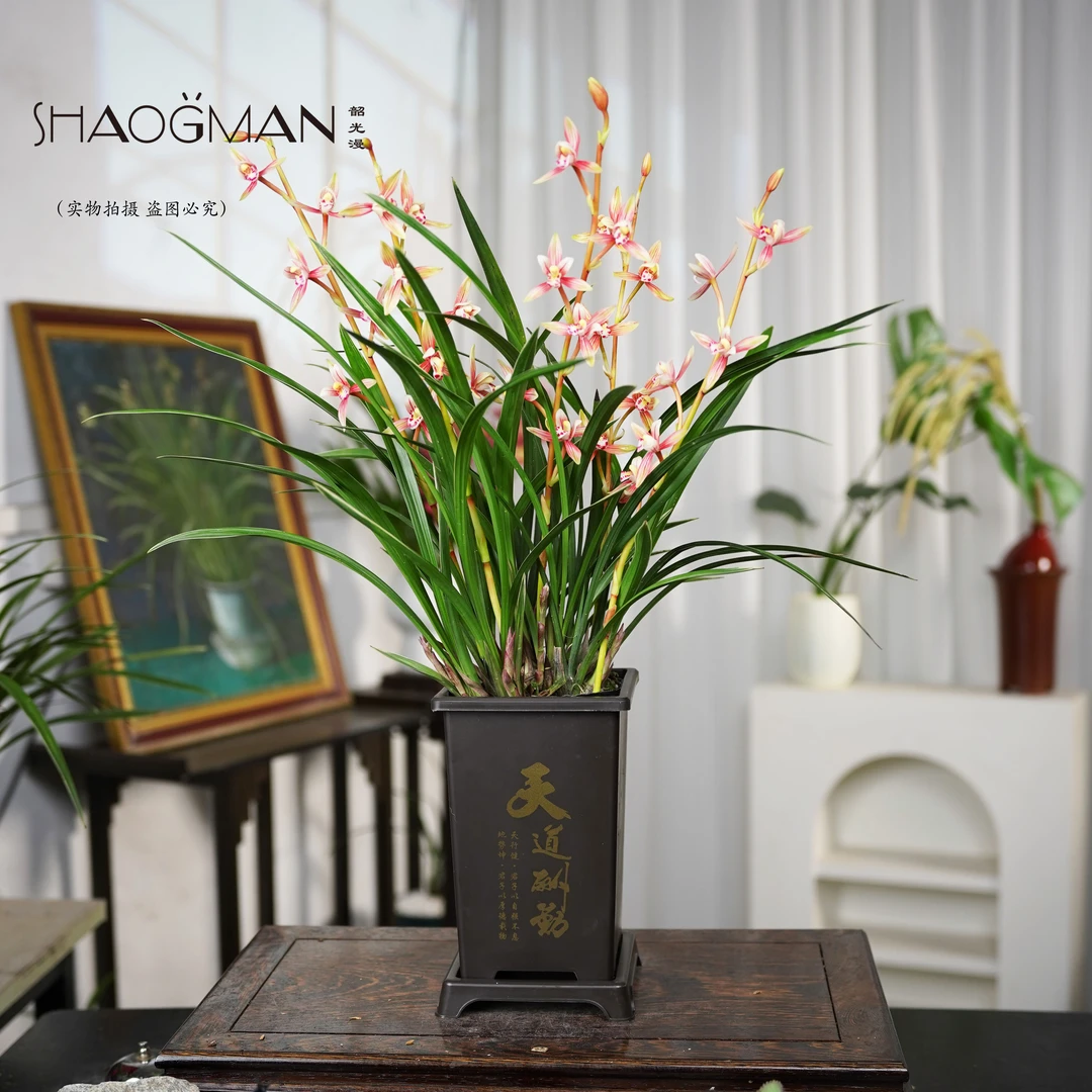 【带5-8支花剑】建兰红贵妃兰花基地直发带国风方盆发货