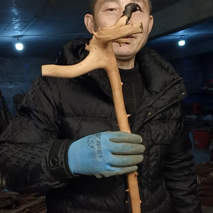 稳定木老*贵州檬子木   铁马鞭   根艺  半成品