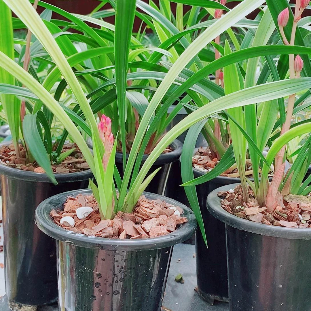 完全开放一物一拍